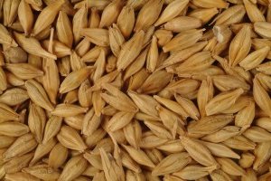 Бизнес идея - как зарабатывать, обрабатывая семена зерновых