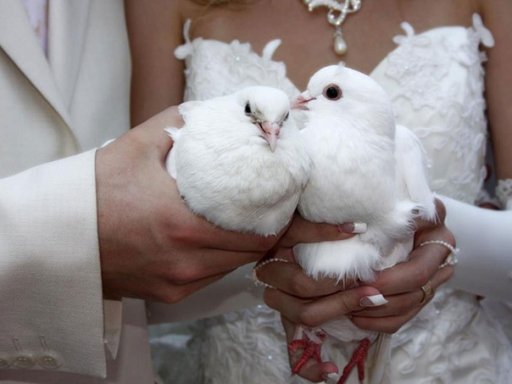 Бизнес идея: голуби на свадьбу