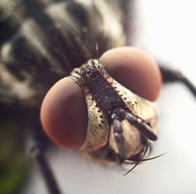 Бизнес идея - изготовление липучек от мух