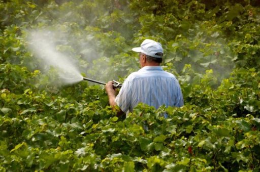 Можно ли обойтись без пестицидов?