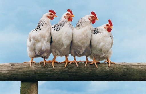 Услуги по надзору за куриными хозяйствами