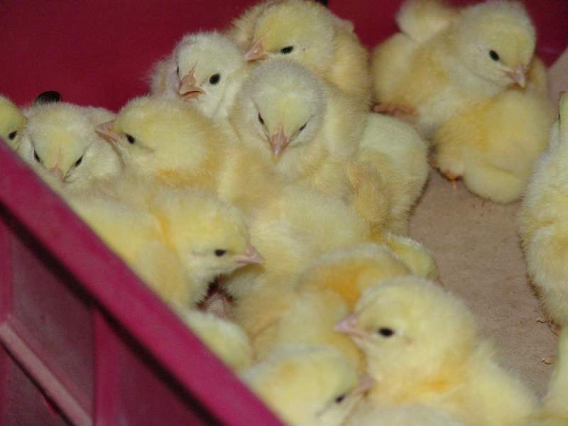 Стабильный бизнес на выведении продаже бройлерных цыплят