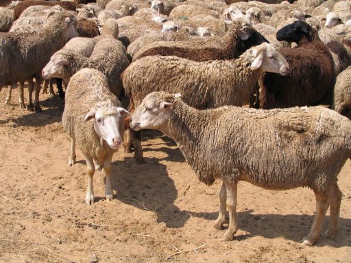 овцеводство в России