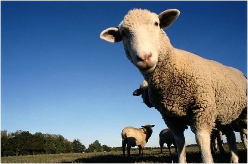 Разведение овец, как выгодный бизнес