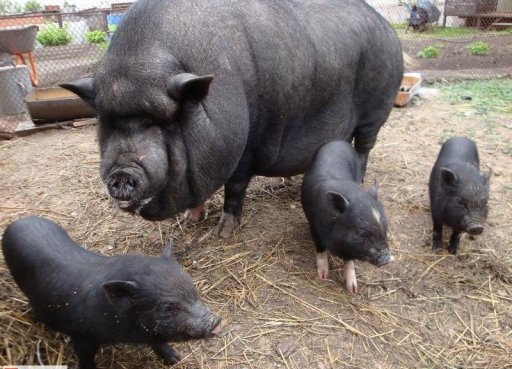 Сельский бизнес: Травоядные вислобрюхие свиньи и их разведение