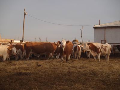 развитие скотоводства
