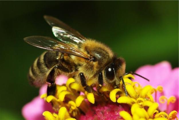 Как организовать пчелиный бизнес?