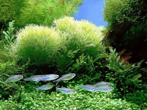 бизнес идея - выращивание растений для аквариума