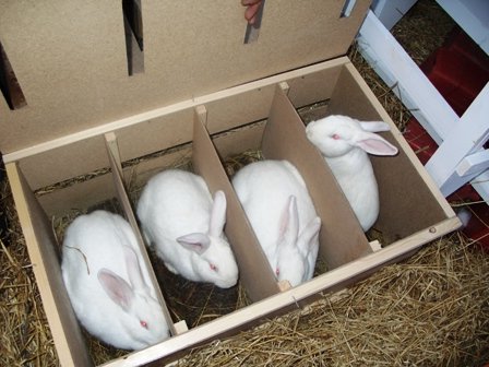 домашний бизнес - разведение кроликов