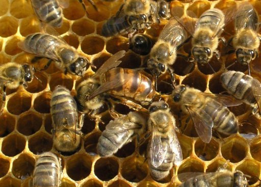 Бизнес идея - разведение пчел