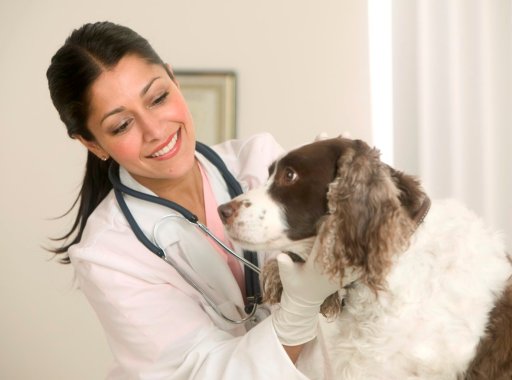 Ветеринарная клиника - бизнес идея. Открытие и услуги лечения.