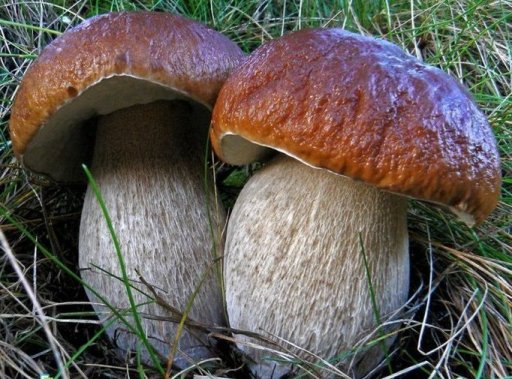 Бизнес идея по выращиванию и реализации грибов.