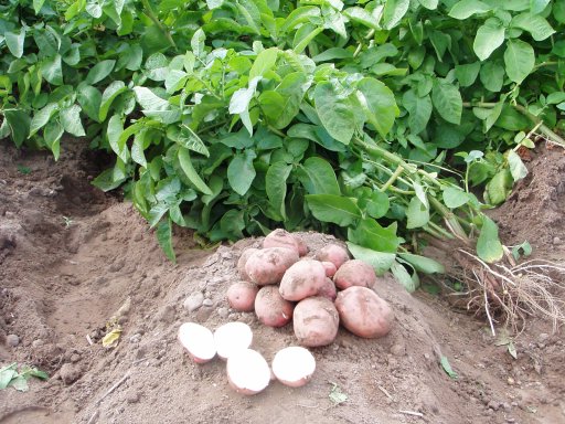 Организация выращивания картофеля для создания собственного бизнеса
