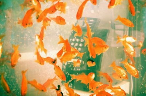 Аквариум с золотыми рыбками из старой телефонной будки