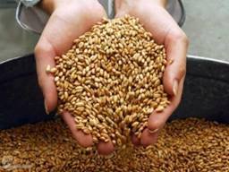 Как открыть бизнес по обработке зерна
