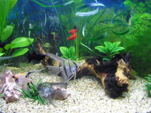 Домашний бизнес на аквариумных рыбках и растениях
