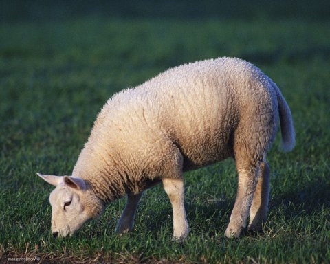 Бизнес-план овцеводства