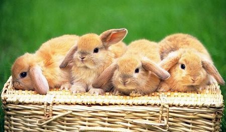 Бизнес-план разведения кроликов