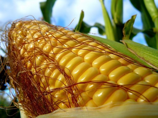 Бизнес идея - выращиваем кукурузу