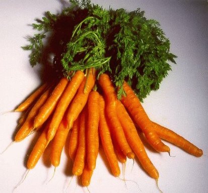 Бизнес идея - выращивание моркови