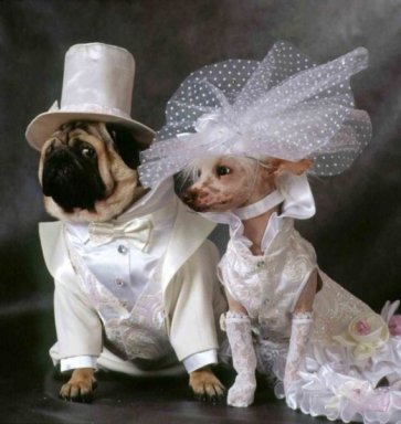 Проведение свадеб для собак – отличный способ подзаработать.