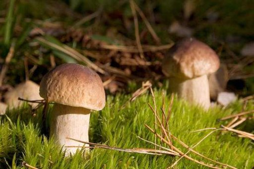 Перспективная идея для бизнеса: Готовые комплекты для выращивания грибов