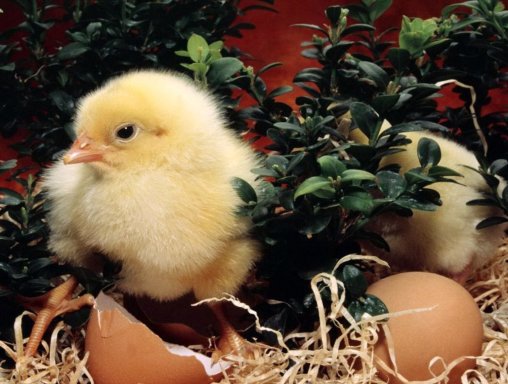 Бизнес идея — выращивание цыплят на продажу