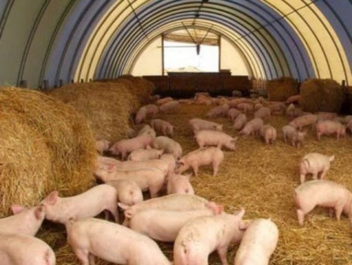 развитие свиноводства