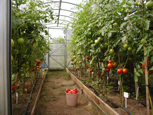 Бизнес идея - выращивание овощей в теплицах